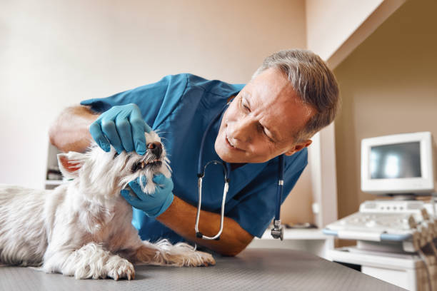 Best Emergency Denture Repair in Dousman, WI